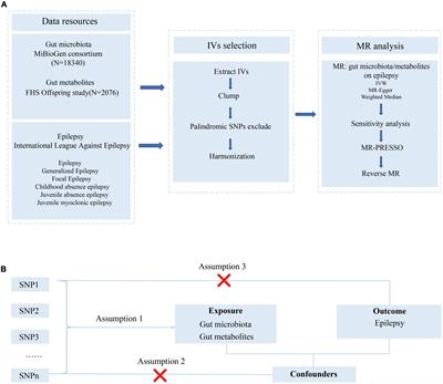 Genetically proxied gut microbiota, gut metabolites with risk of epilepsy and the subtypes: A bi-directional Mendelian randomization study